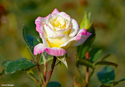 8th Sep 2022 - White and pink rose