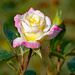 White and pink rose by larrysphotos