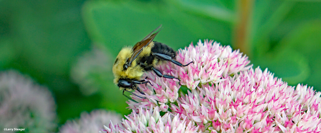 Bumble bee working the flowers by larrysphotos
