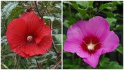 9th Sep 2022 - Healthy and Hearty Hibiscus