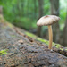 Cute Lil Mushroom by johnmaguire