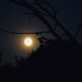 Moonrise by ljmanning