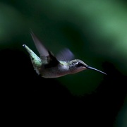 6th Aug 2022 - Hummingbird 