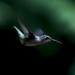 Hummingbird  by scottmurr