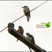 Kookaburra bird by kerenmcsweeney