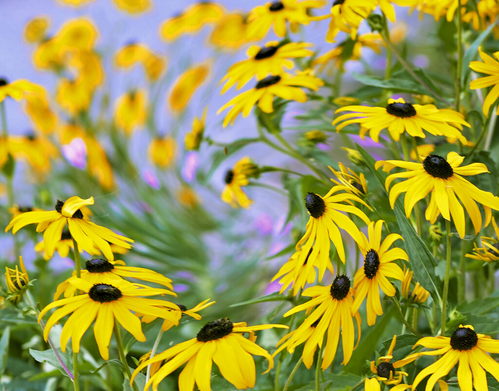 Black-eyed Susan Confusion  by epcello