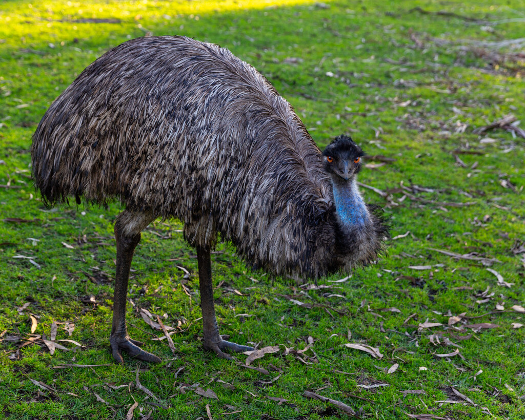 Emu by briaan