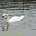 Lone Swan by grace55
