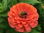 9th Sep 2022 - Busy Bee