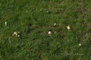 9th Sep 2022 - More Mushrooms