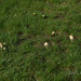 More Mushrooms by pej76