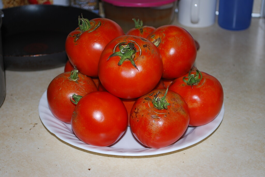 Garden Box Tomatos  by stillmoments33