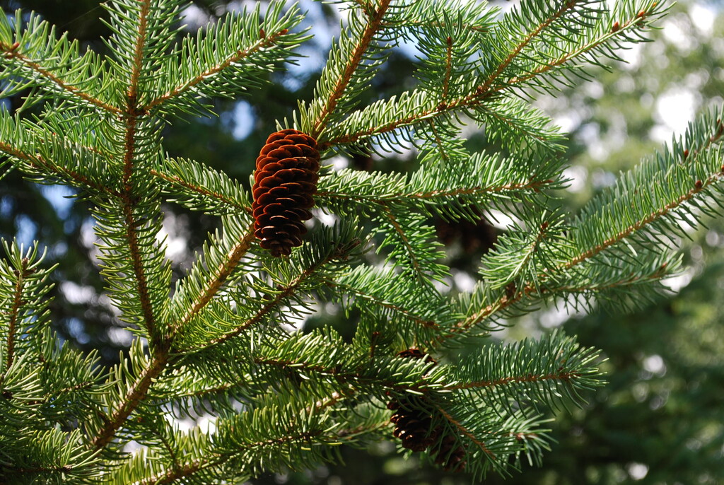 solitary Pine Cone by stillmoments33