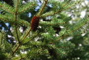 8th Sep 2022 - solitary Pine Cone