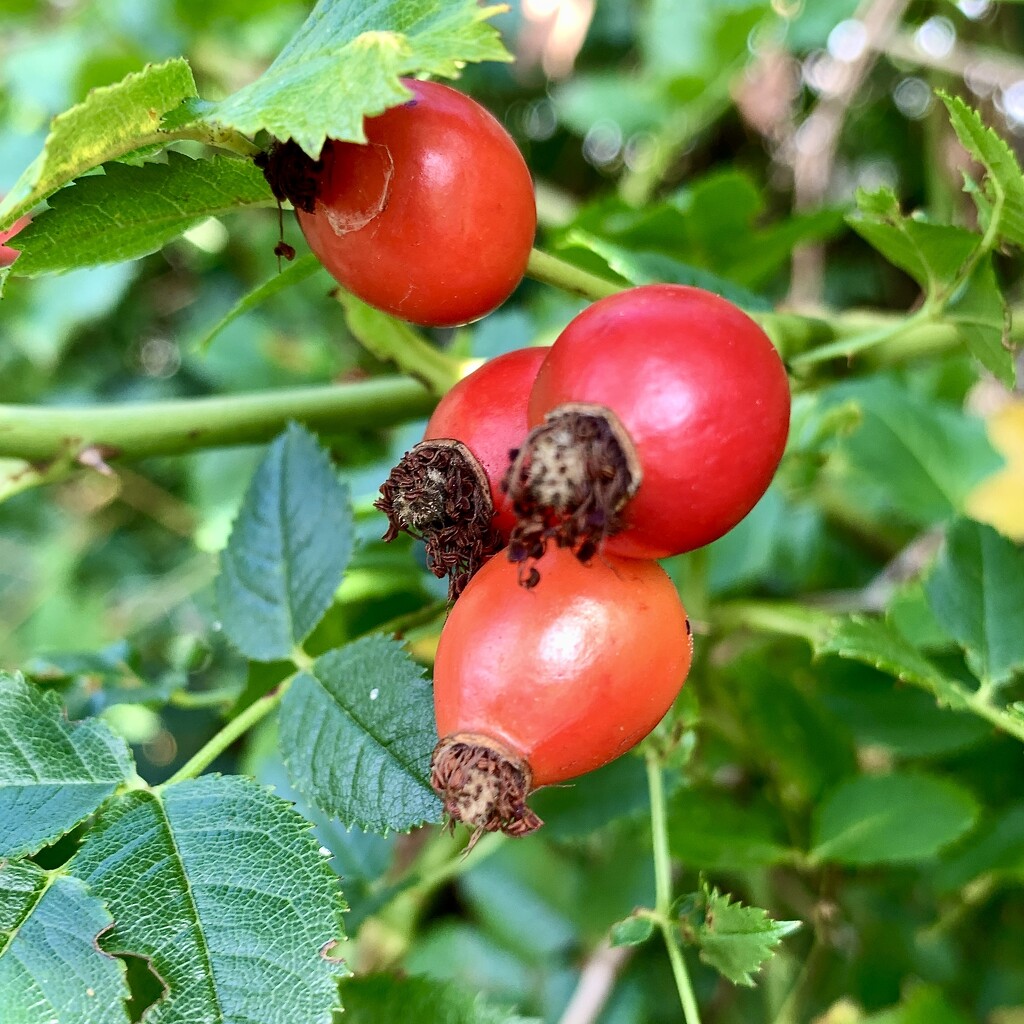 Rose Hips by philm666