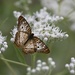 LHG_5835 Fluttering by rontu