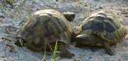 4th Sep 2022 - A pair of wild tortoises getting amorous!