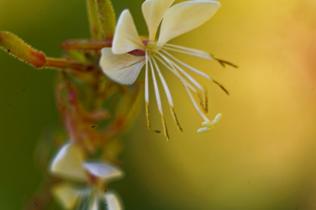 Biennial beeblossom by rminer