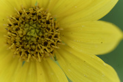 9th Sep 2022 - giant sunflower macro