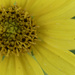 giant sunflower macro by rminer
