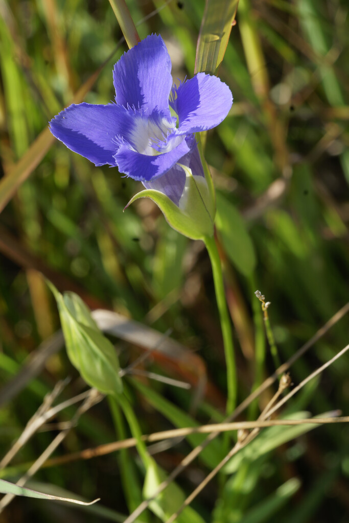 lesser fringed gentian by rminer