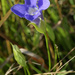 lesser fringed gentian by rminer