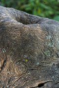 9th Sep 2022 - bark with lichen