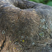 bark with lichen by rminer