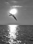 6th Sep 2022 - A seagull at sunset 