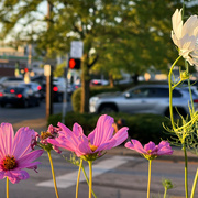 12th Sep 2022 - Flowers At The Stop Light