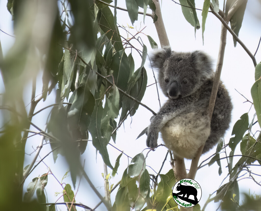 how very koala by koalagardens