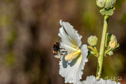9th Sep 2022 - Bumblebee on white flower