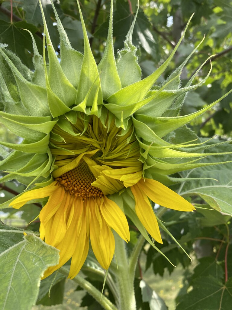 Sunflower Just Opening  by radiogirl
