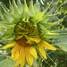 Sunflower Just Opening  by radiogirl