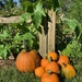 Pumpkins  by beckyk365