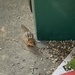 Chipmunk Visitor  by spanishliz