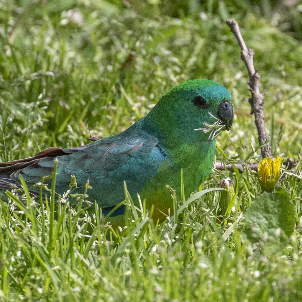 Grass Parrot by bugsy365