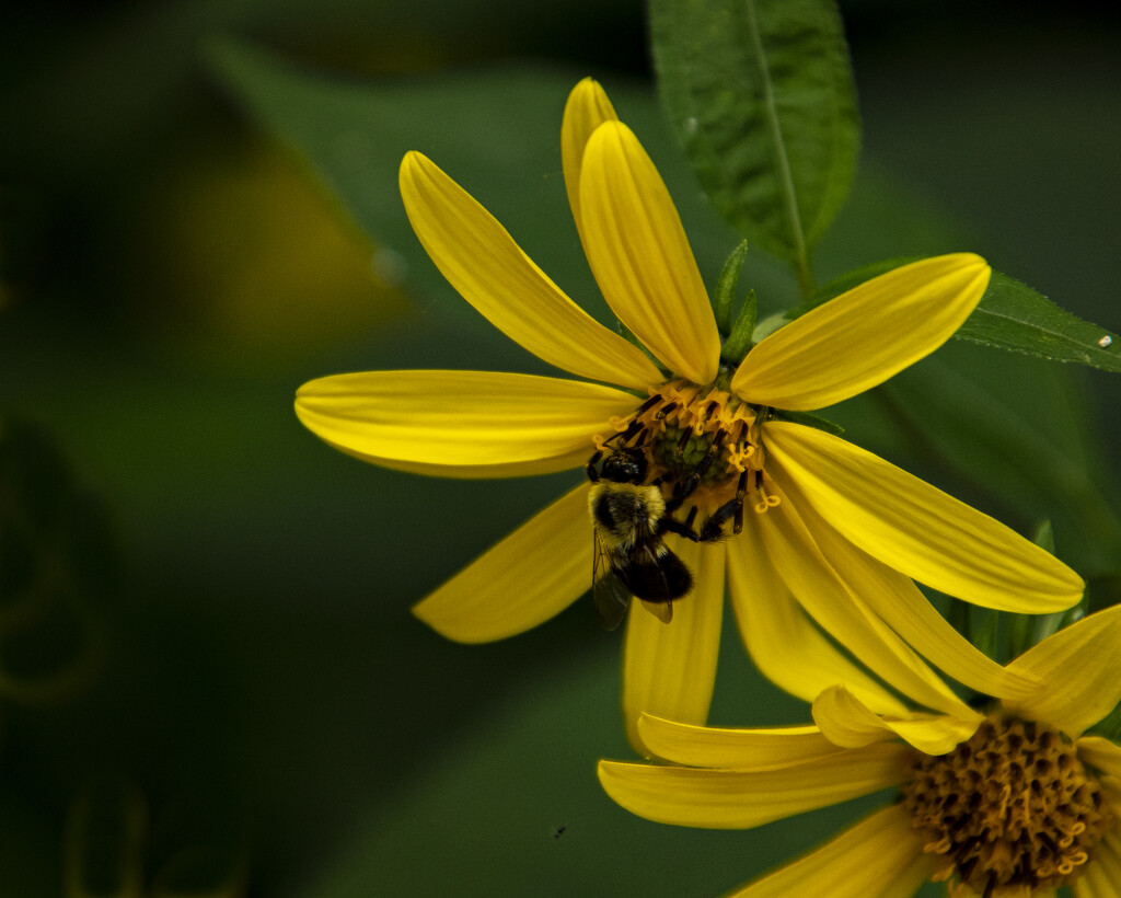 Wildflower With Polinator. by cwbill