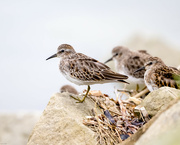 9th Sep 2022 - Least Sandpipers