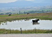 6th Sep 2022 - Montana Pastoral Scene
