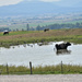 Montana Pastoral Scene by bjywamer