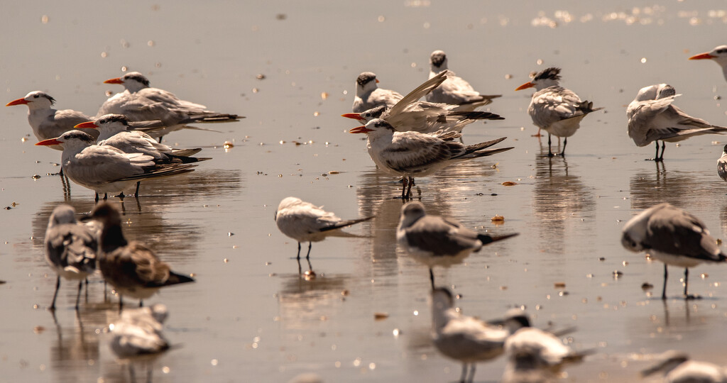 A Whole Flock of Royal Terns and Others! by rickster549