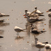 A Whole Flock of Royal Terns and Others! by rickster549