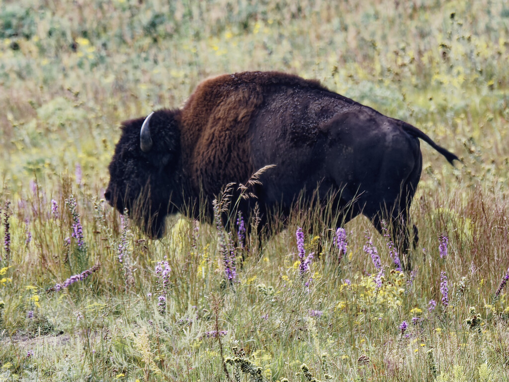 bison among blazing stars by rminer