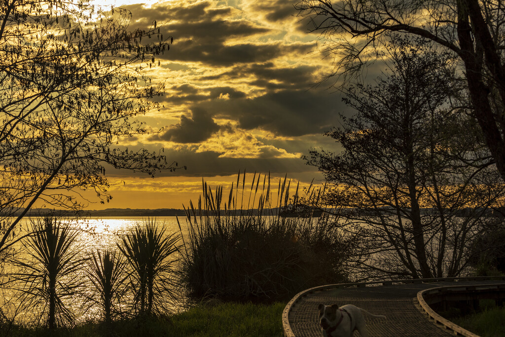 Lake Waikare Walkway at Sunset by nickspicsnz