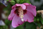 9th Sep 2022 - Rose of Sharon