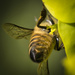 Bee on Euphorbia by dkbarnett