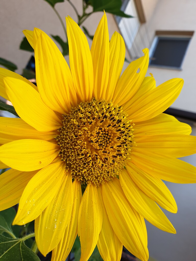 Sunflower by mojkutak