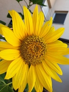 10th Sep 2022 - Sunflower
