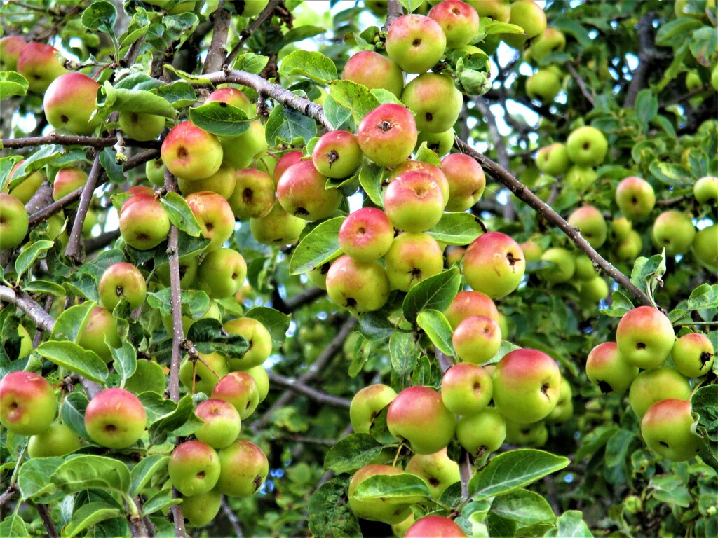 Wild apples. by grace55